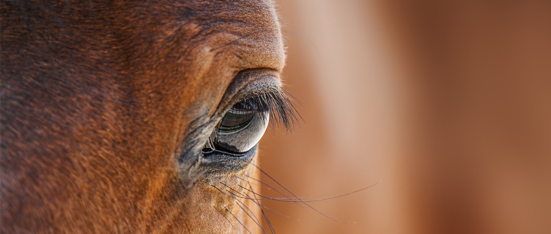 oog paard